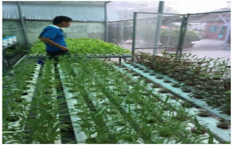 Nguyễn Chí Thanh khởi nghiệp với mô hình lắp đặt hệ thống trồng rau thủy canh tại TP. Biên Hòa